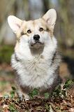 CORGI PEMBROKE 526
